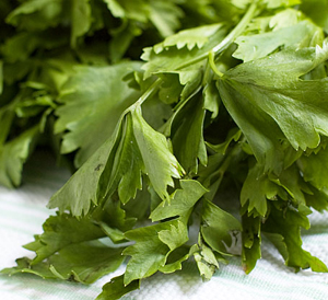 Chinese Celery Leaves
